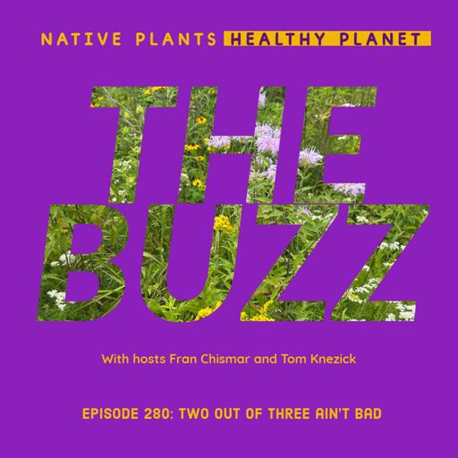 The Buzz - Two Out Of Three Ain't Bad