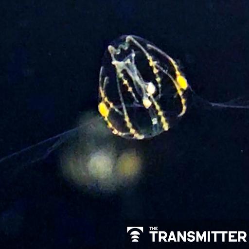 First nerve-net connectome shows how evolutionarily ancient nervous system coordinates movement