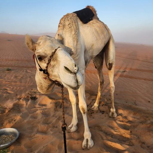 139 - Camel Trek (part 1)