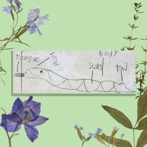 Mila's Field Report: California Kingsnake