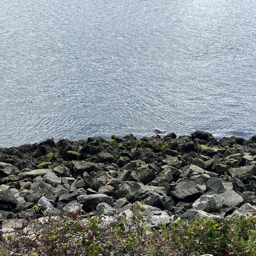 Five Minutes of Peace: A Morning at the Pond on Cape Cod