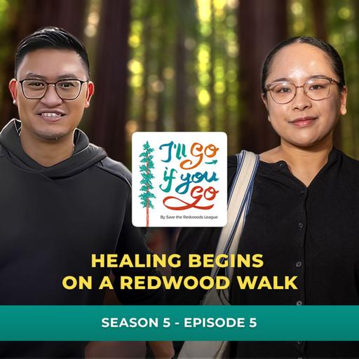 Healing Begins on a Redwood Walk