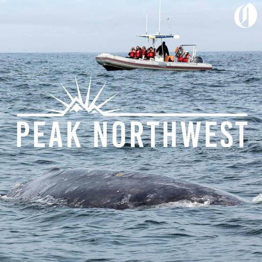 What to see and do in the whale watching capital of Oregon