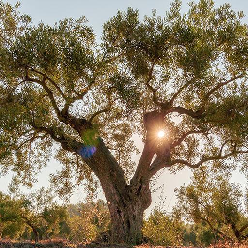 Voci dalla terra degli ulivi