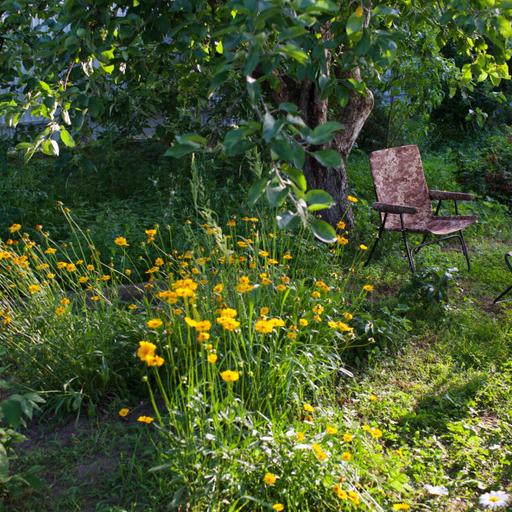 How to save your lilacs, keep deer from eating all your pears and more gardening tips