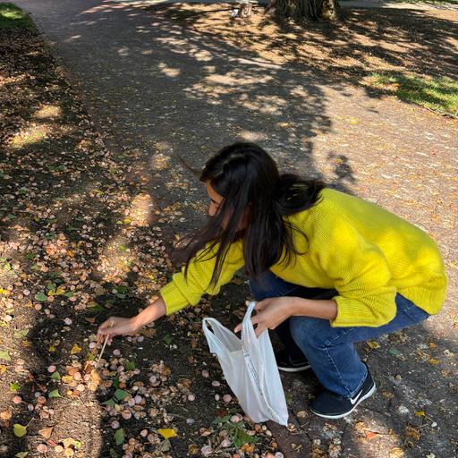 Eats Wild Episode 8: Nuts, beans, berries and orange globes–the trees share their bounty in the fall