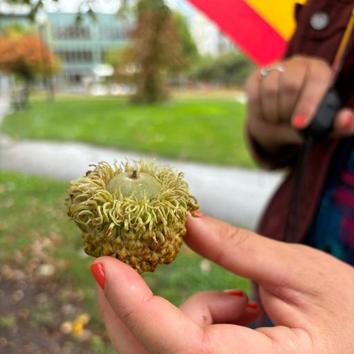 Eats Wild Episode 7: Acorns are not just for squirrels