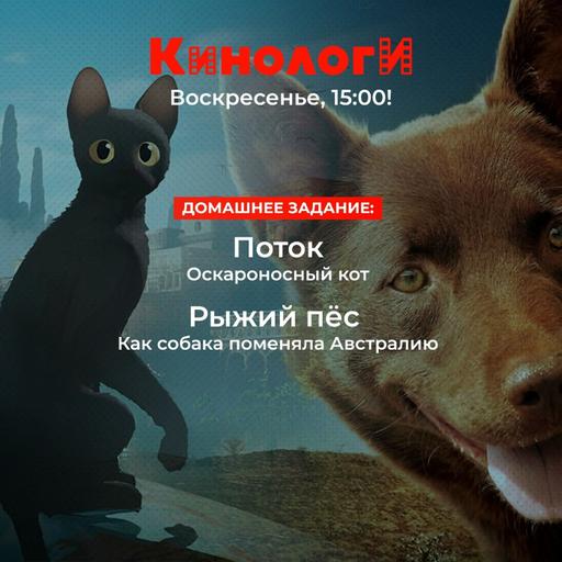 Кинологи 20250928. Поток рыжего пса. Кошки (не) против собак
