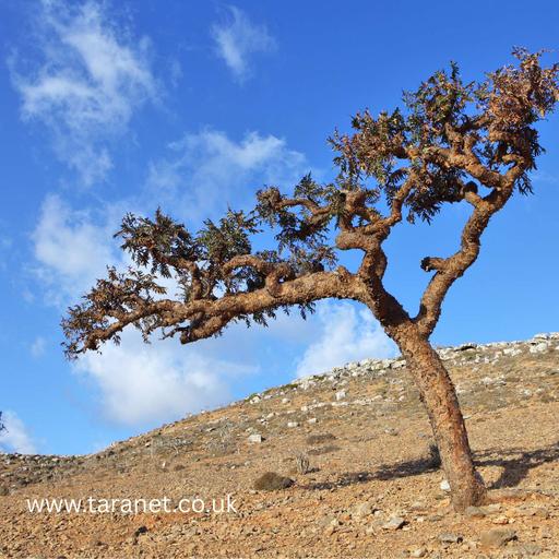 Could Boswellia Help Your Animal's Health?