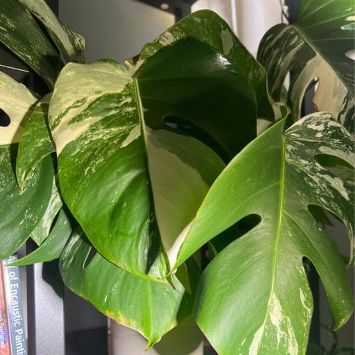 Episode 290 - Permission to half-ass plant care :)