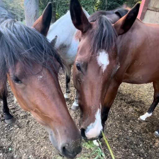 Moody mares and more!