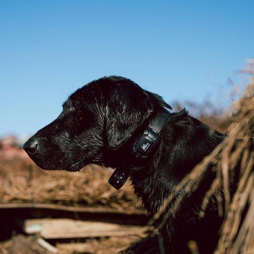 E 254. Perfecting Marking Abilities With Retrievers