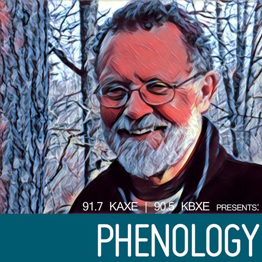 Phenology coordinator flummoxed by furry fungus