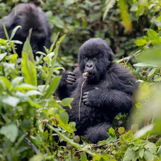 Storytelling with wildlife photography drives global impact and healing