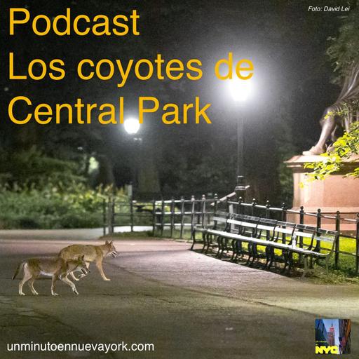 Los coyotes de Central Park