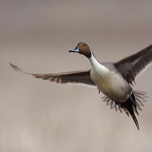 2025 Nevada Waterfowl Forecast