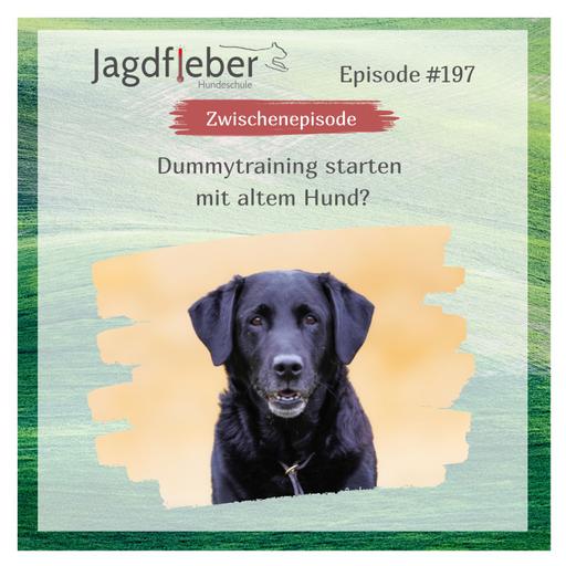 P197: Dummytraining starten mit altem Hund?
