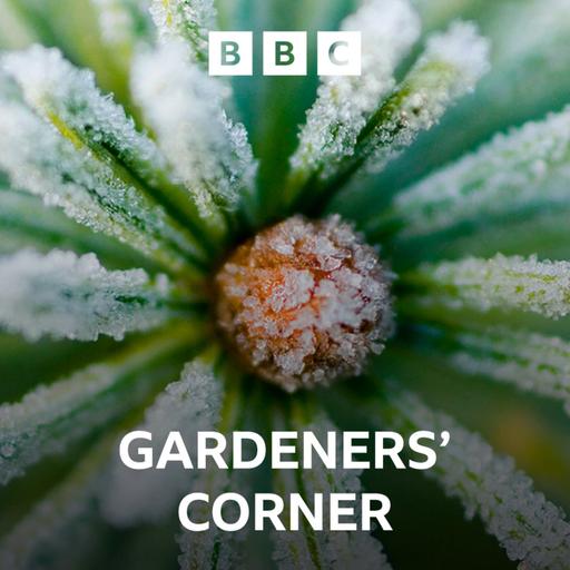 Autumn colour arrives, what to grow now and the backyard bargain garden