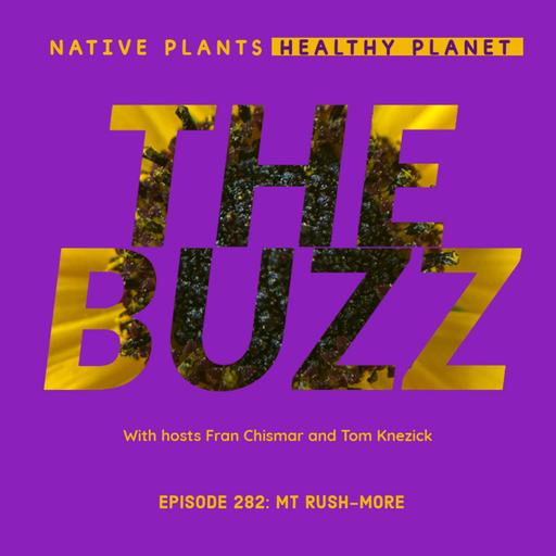 The Buzz - Mt Rush-More