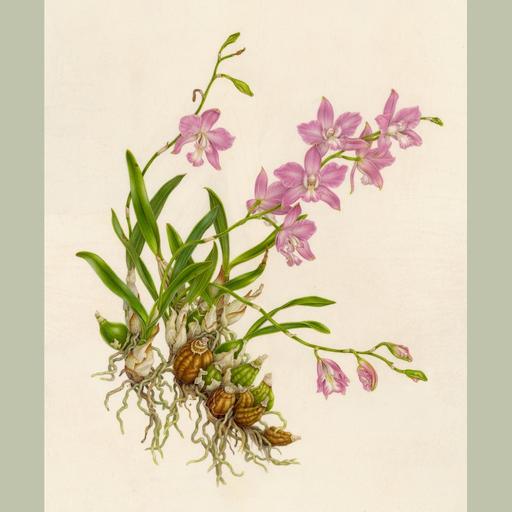 Ep. 546 -Botanical Art Connects People to Plants