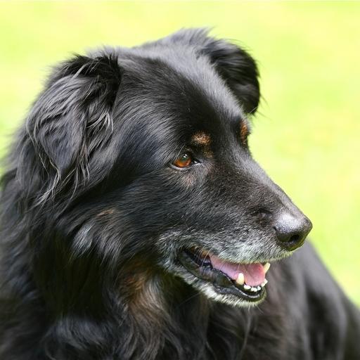 247: A Second Chance at Love: Senior Dog Adoption with Peggy Rew