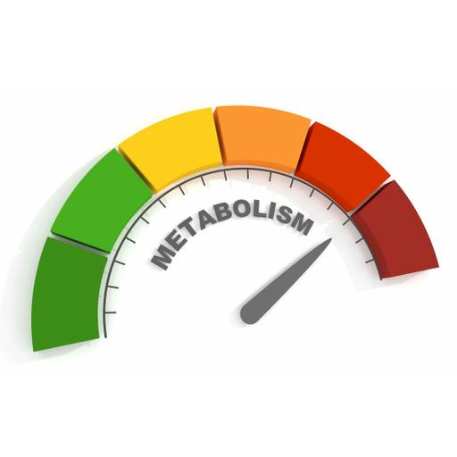 Everything You Know About Metabolism Is Wrong