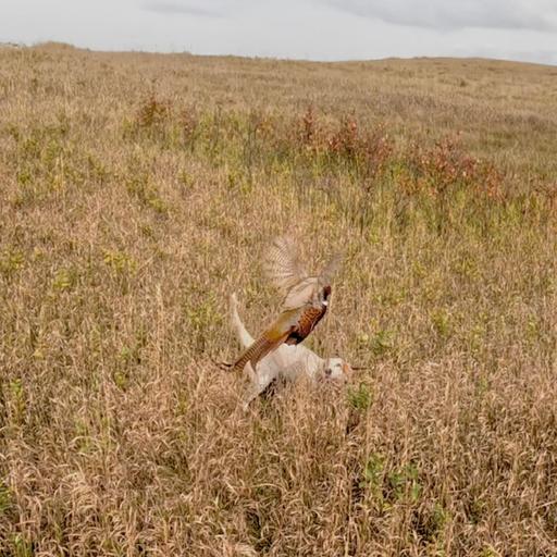 Sharptail Camp! with Bob and Scottie!