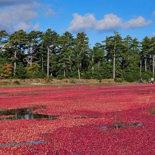 Restoration of Wetlands in Harwich