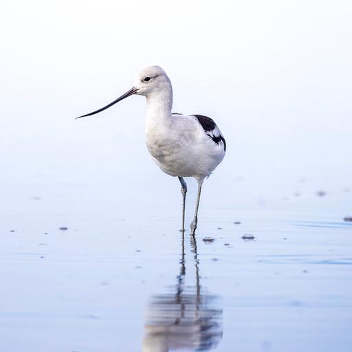 Bird-watching's wide appeal and social justice impact