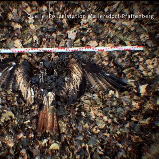 Tödliches Gift: Die illegale Jagd auf Greifvögel in Bayern