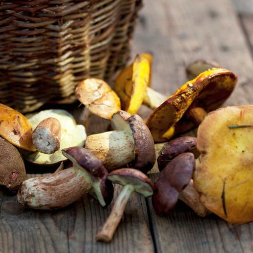 Wildpilze sammeln und zubereiten
