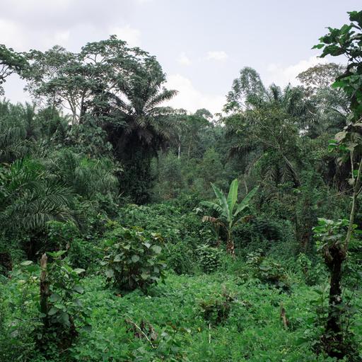 Waldprojekt im Kongo - CO2-Zertifikate verhindern Rodungen nicht