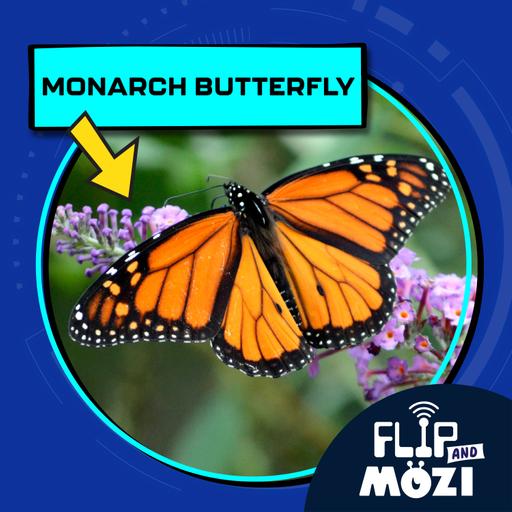 Monarch Butterfly (10/9/25)