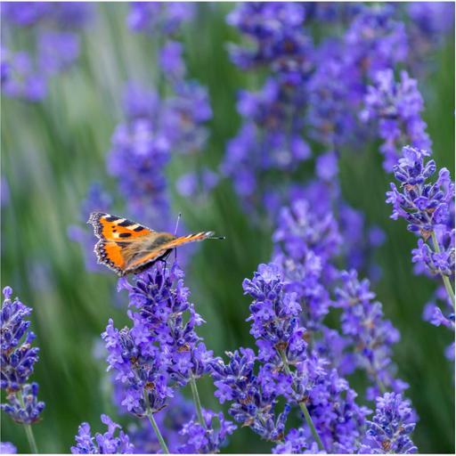 Tortoiseshell Butterflies