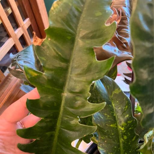 Episode 292 - Pruning trees, ranting, and treating mealybug on rope hoyas :)