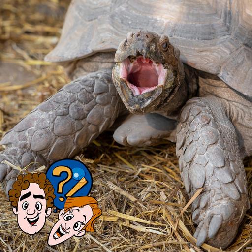 Haben Schildkröten Mundgeruch?