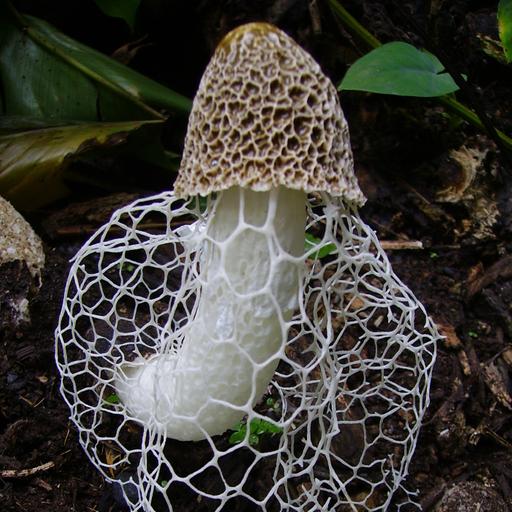 Podquisition 560: On That Mushroom Tip