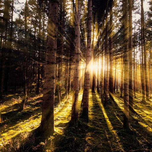 The Art of Listening (Rabbi Sacks on Bereishit, Covenant & Conversation)