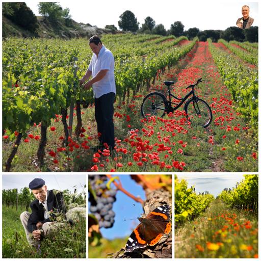 Audiotravels: Weinberg statt Weinkeller - Eine besondere Weinreise