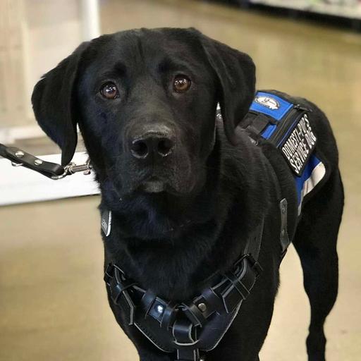 0615: Domesti-PUPS with Merri Hackbarth