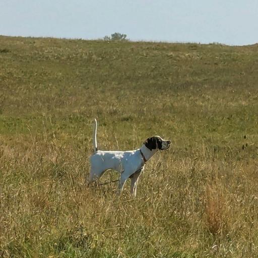 E 257. Old Dogs & New Dogs with Covert Creek Outfitting