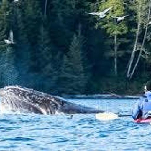 BUCKET LIST: Kayaking with a Whale & Climbing Crater Lake National Park
