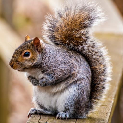 Animals In The Backyard