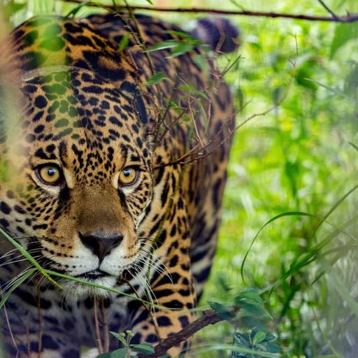 Episode 157: The Jaguar’s Path – Rewilding a Continental Corridor with Sebastian Di Martino