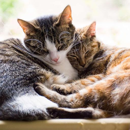 Secrets of a Cat Sitting Entrepreneur - Chat With Wendy Thomson Melling