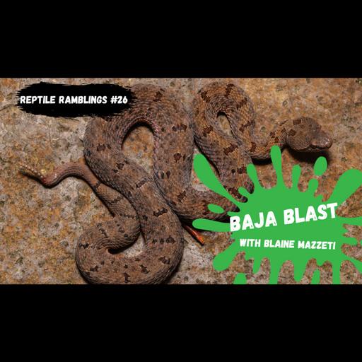 Herping in Mexico and California with Blaine Mazzetti | Reptile Ramblings #26