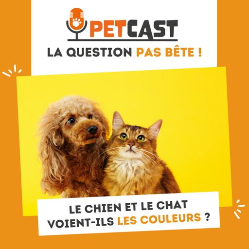 📣 Le chien et le chat voient-ils les couleurs ?