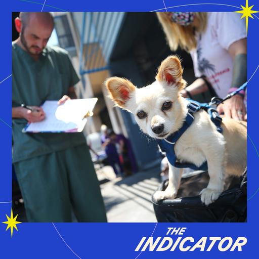 Why are veterinarian bills getting so ruff on the wallet?