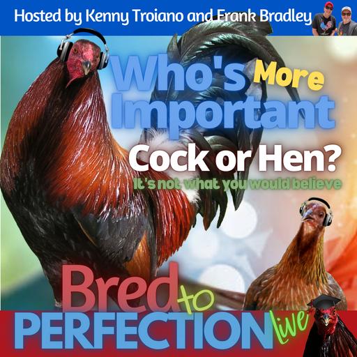 Fan Favorite Episode - WHO'S MORE IMPORTANT - COCK OR HEN?