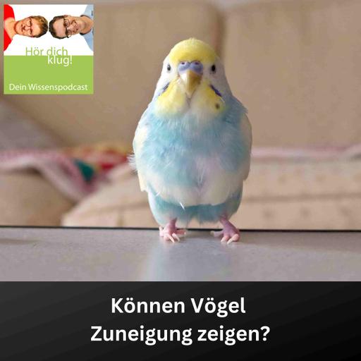 Können Vögel Zuneigung zeigen?